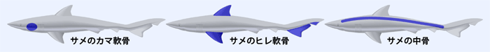 サメ軟骨の部位