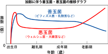 加齢に伴う善玉菌・悪玉菌の推移グラフ