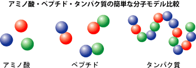 アミノ酸・ペプチド・タンパク質の簡単な分子モデル図