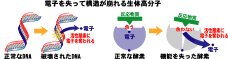 電子を失って構造が崩れる生体高分子の図