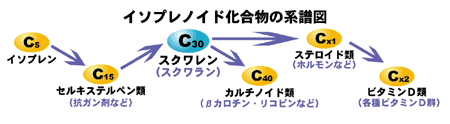 イソプレノイド化合物の系譜図